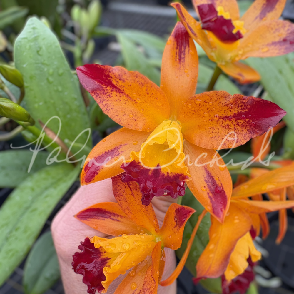 Ctt.+Varut+Startrack+'CS'+1+1.